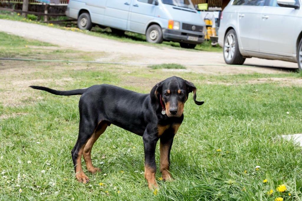 Pensiunea Alexolar Matisesti Bagian luar foto